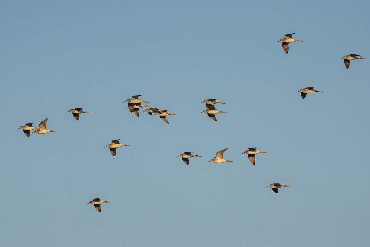 Lesser Yellowlegs - ML646216583