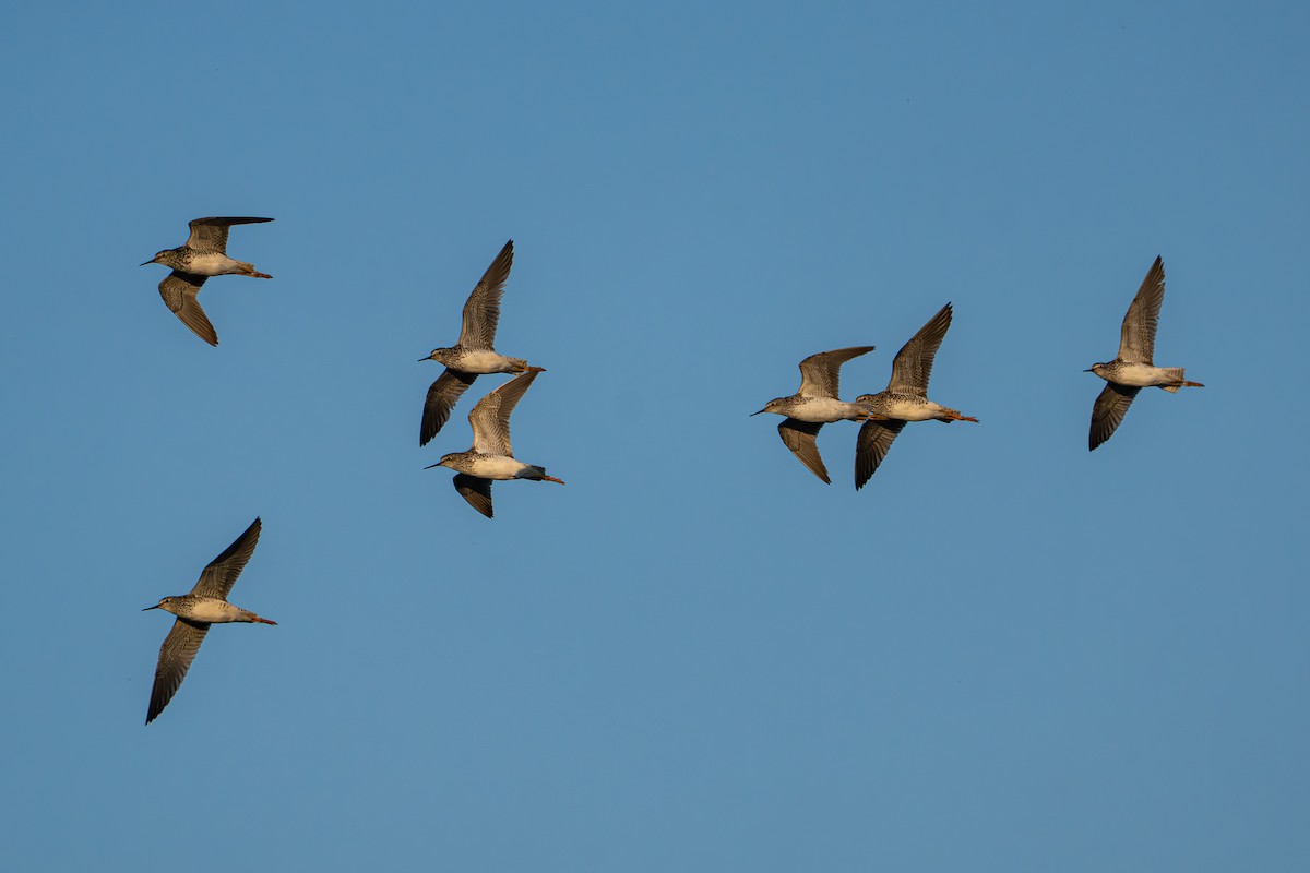 Lesser Yellowlegs - ML646216584