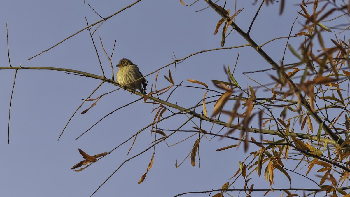 Gorrión Común - ML646216585