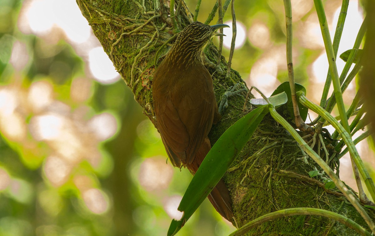 hvitstrupetreløper - ML646216590