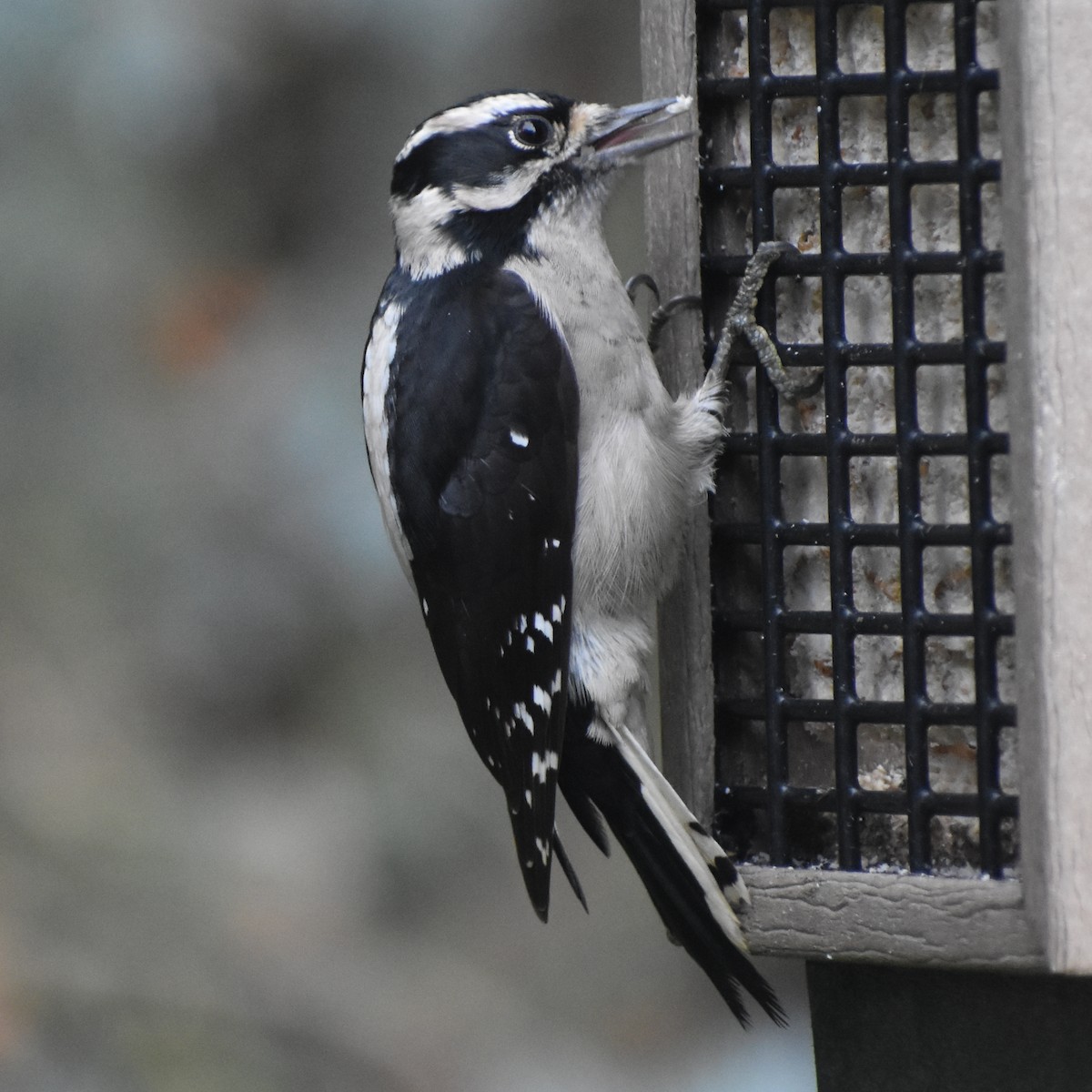 Dunenspecht - ML646216595