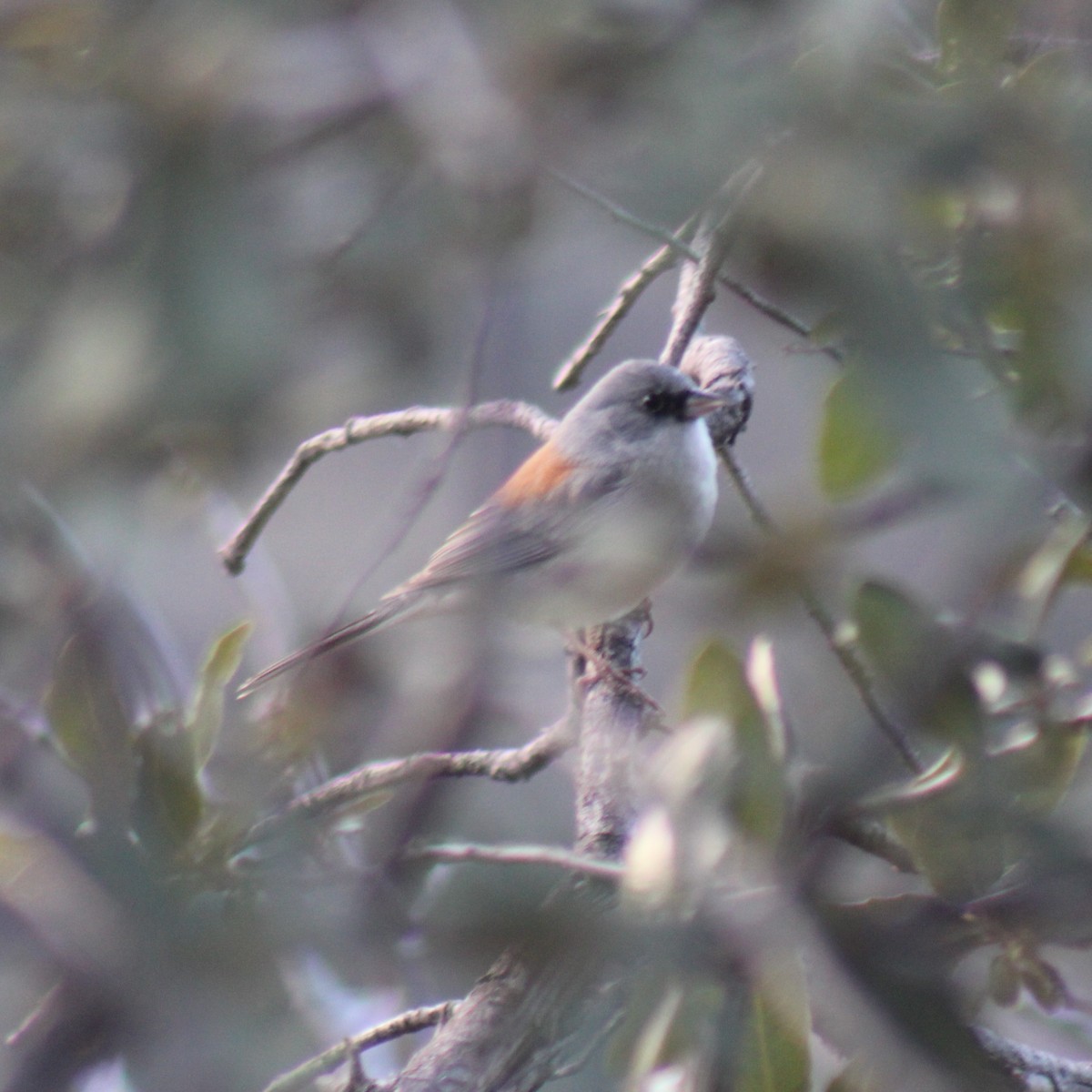 Dark-eyed Junco (Red-backed) - ML646216601
