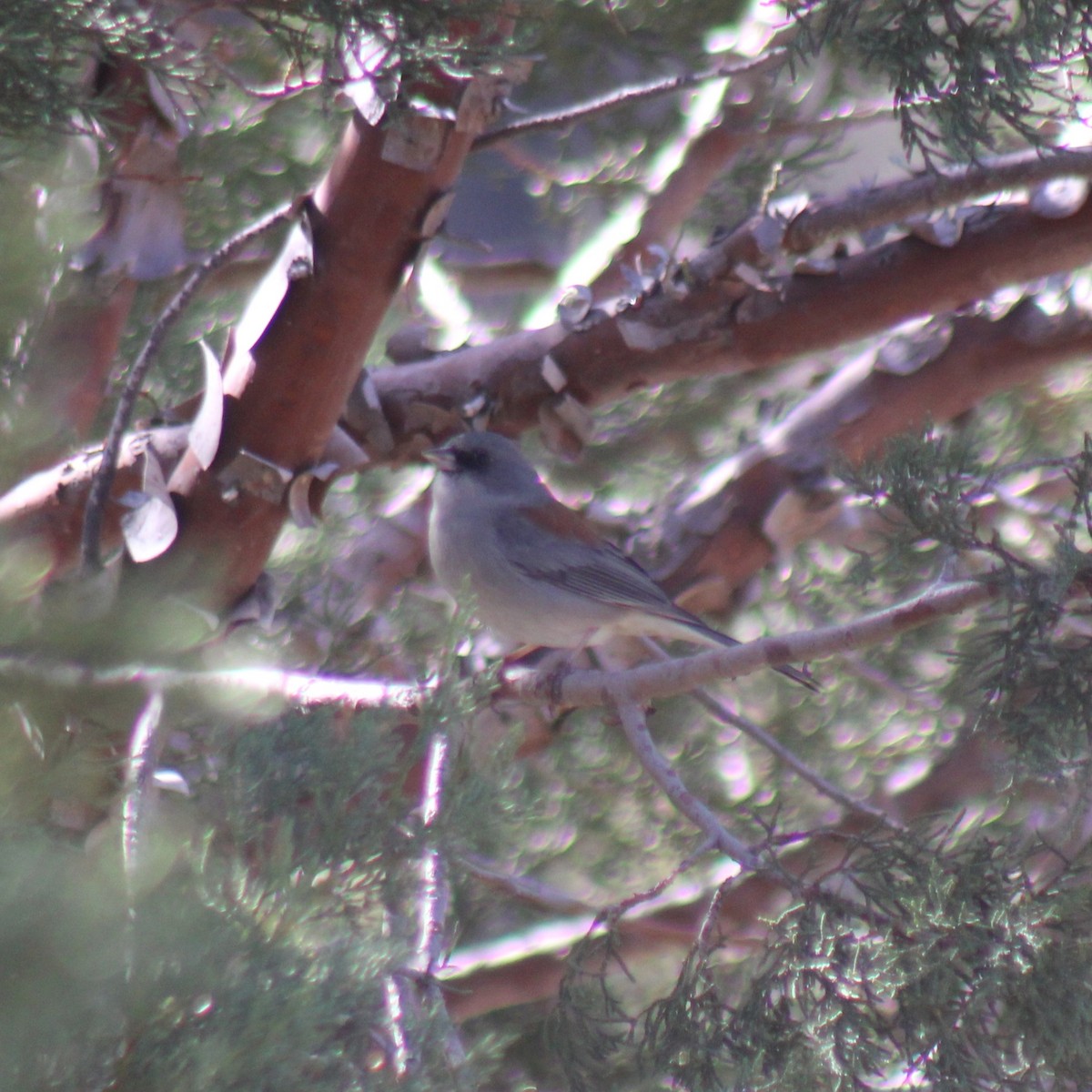 Dark-eyed Junco (Red-backed) - ML646216602