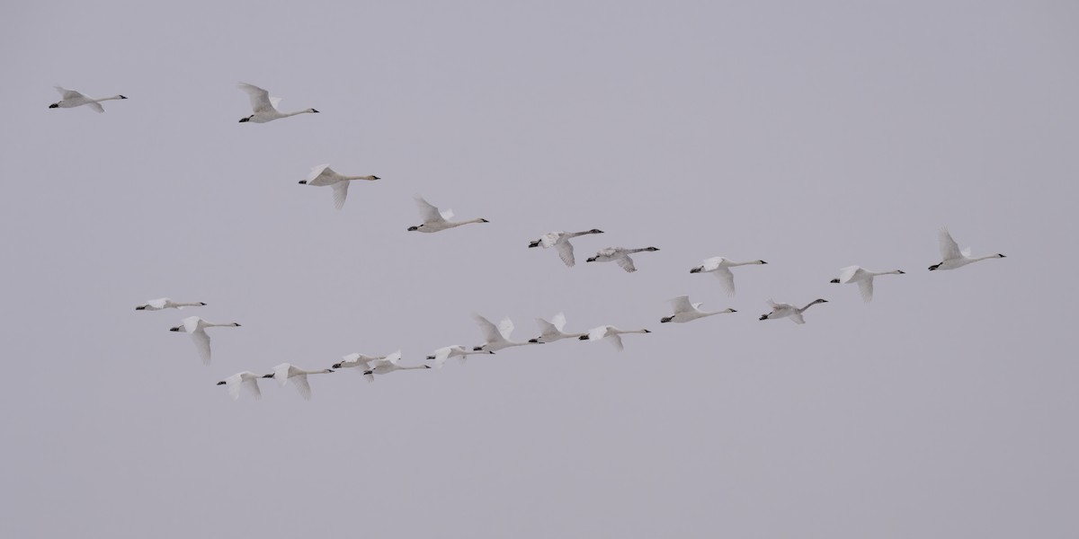 Trumpeter Swan - ML646216604