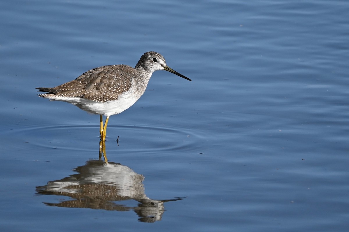 Greater Yellowlegs - ML646216606