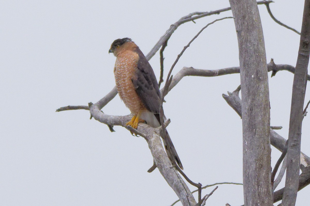 Cooper's Hawk - ML646216607