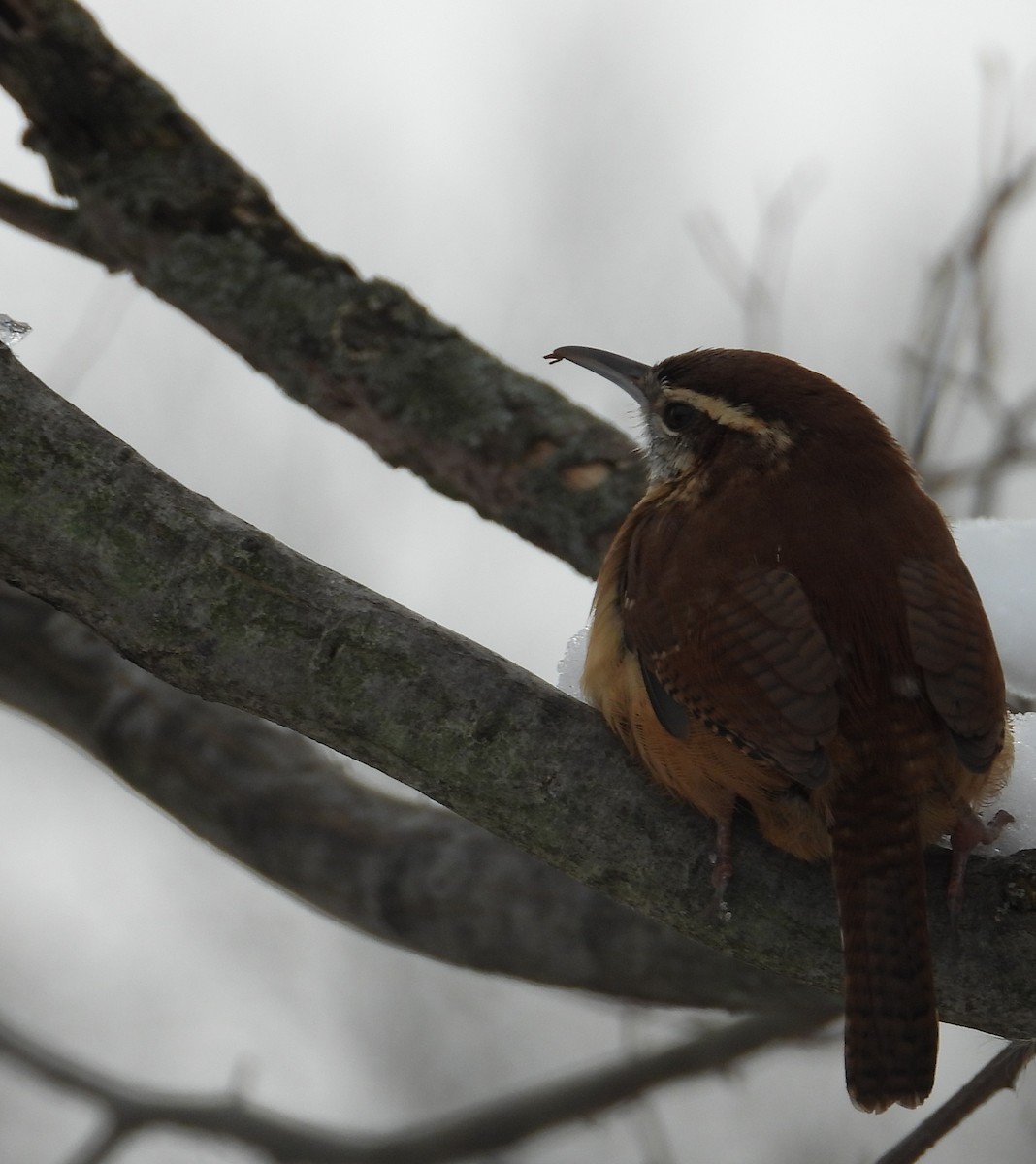 Carolina Wren - ML646216608