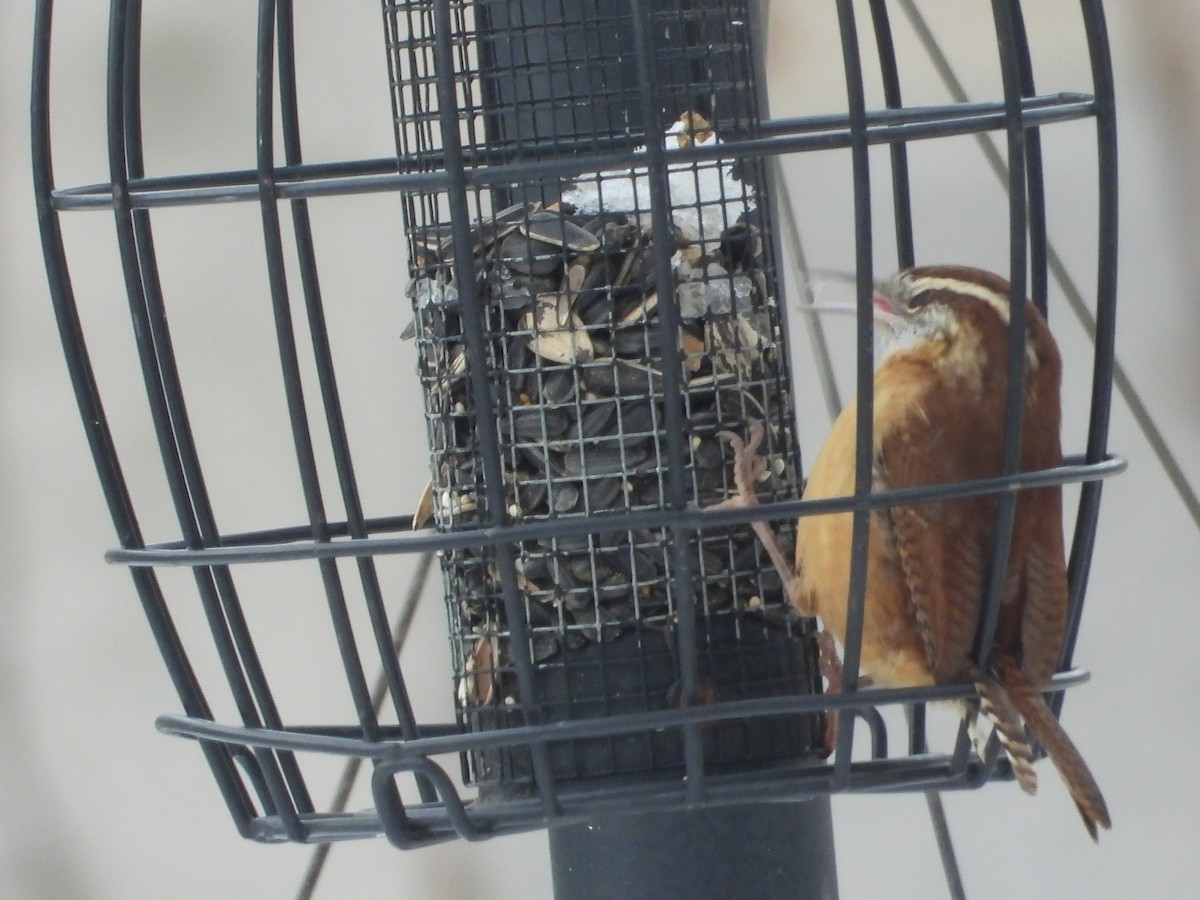 Carolina Wren - ML646216609