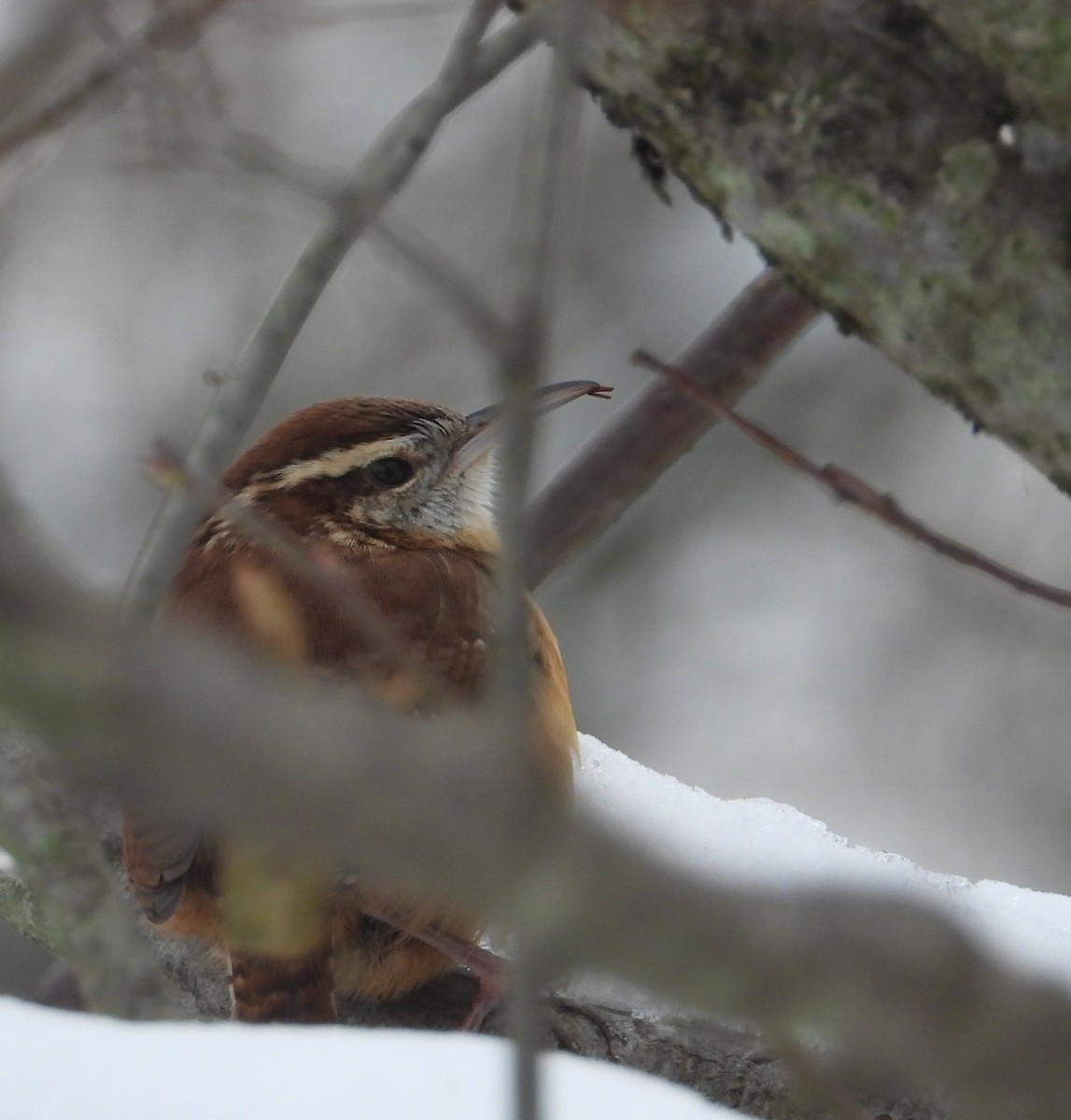 Carolina Wren - ML646216610