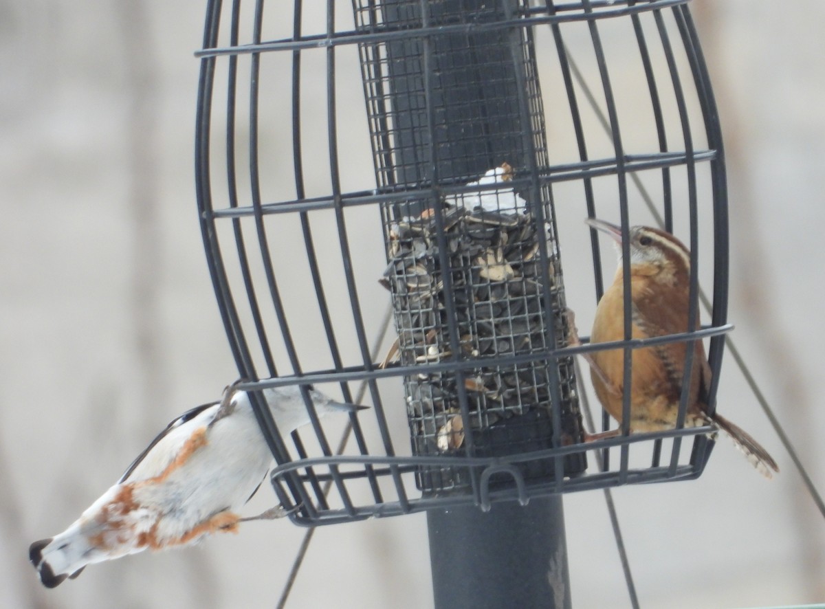 Carolina Wren - ML646216611