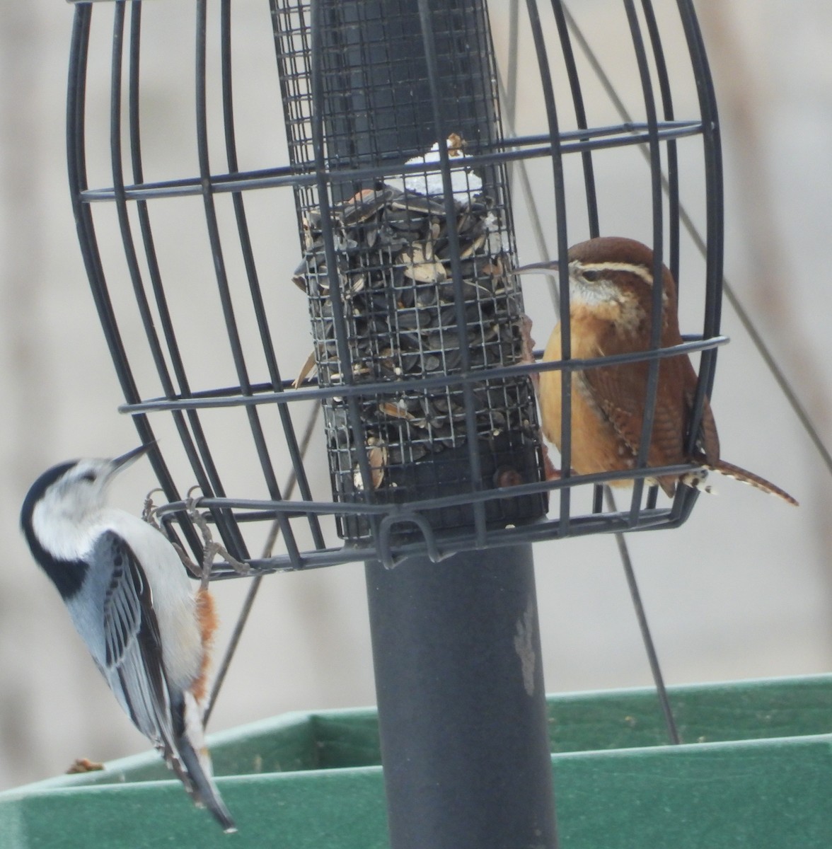 Carolina Wren - ML646216612