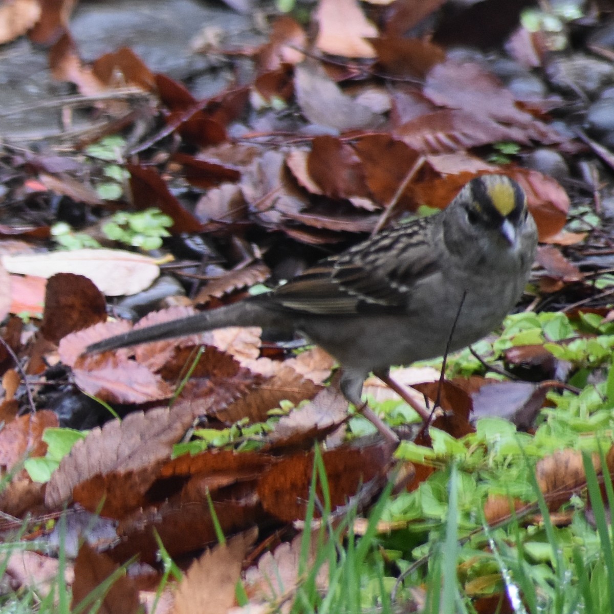 Kronenammer - ML646216613