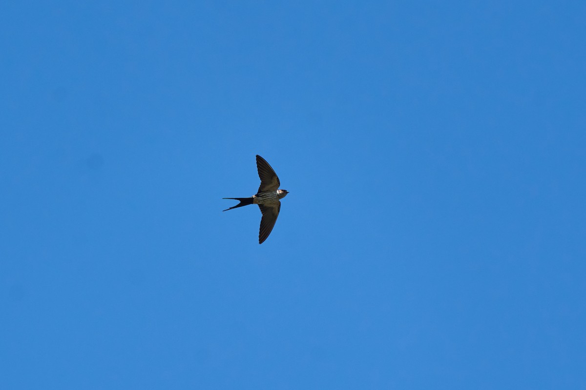 Eastern Red-rumped Swallow (Striated) - ML646216614
