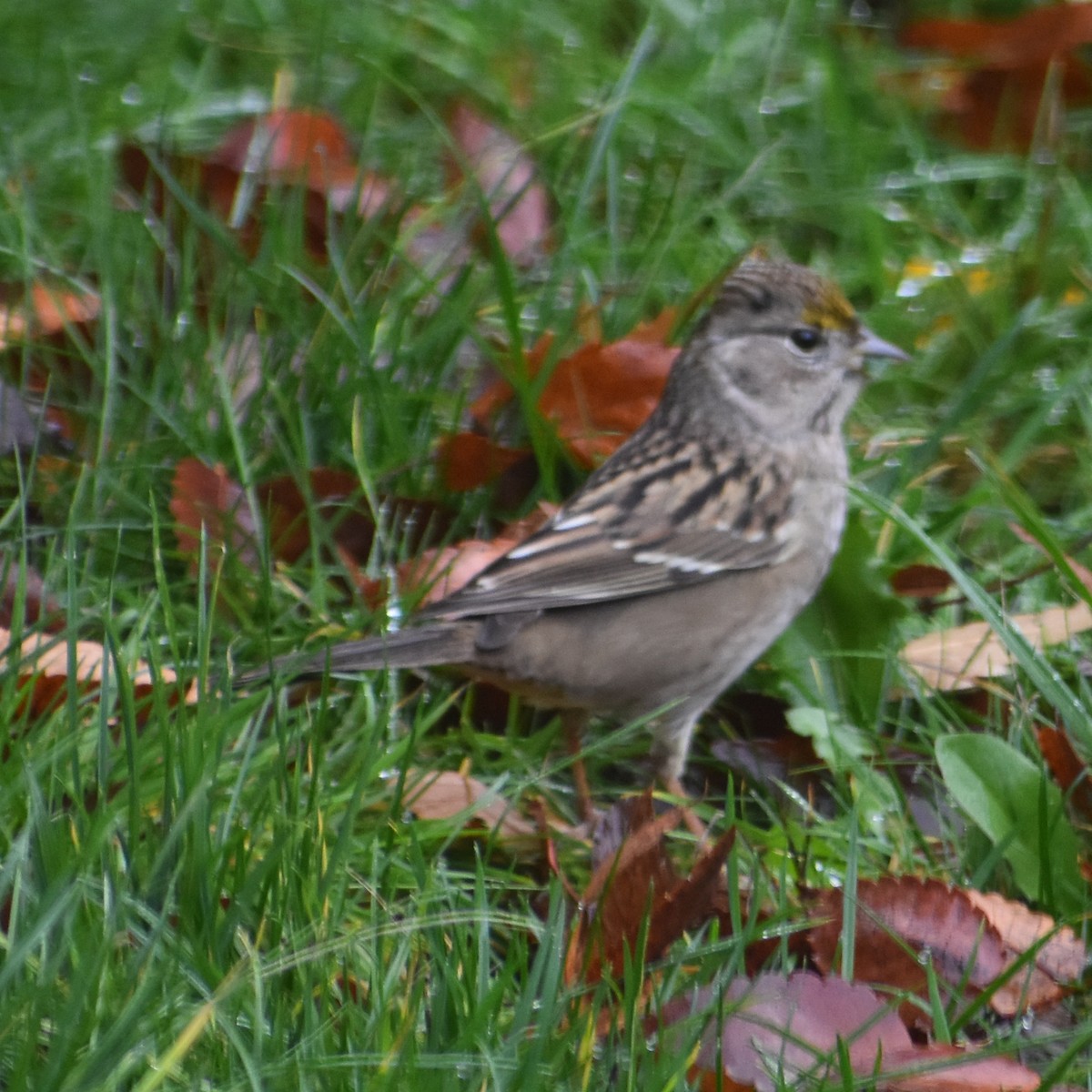 Kronenammer - ML646216616