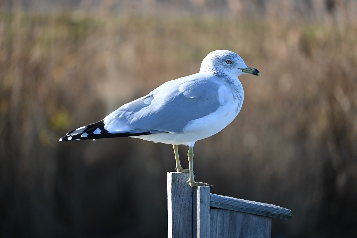 Ring-billed Gull - ML646216624