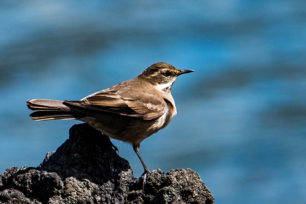Buff-winged Cinclodes - ML646216626