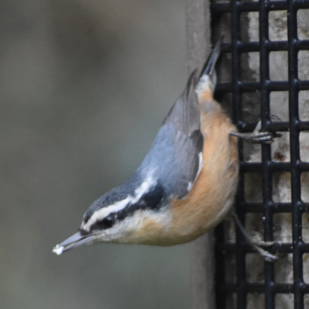 Red-breasted Nuthatch - ML646216627