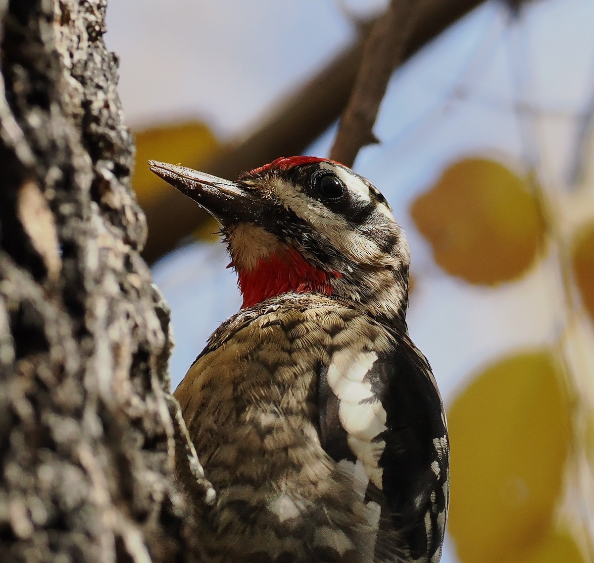 Red-naped Sapsucker - ML646216629