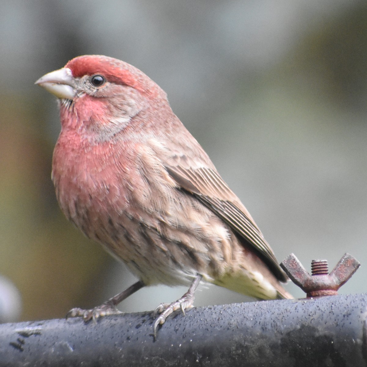 Hausgimpel - ML646216630