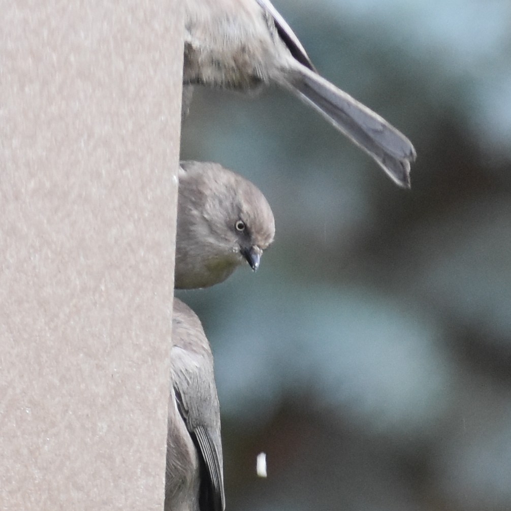 Buschschwanzmeise - ML646216634