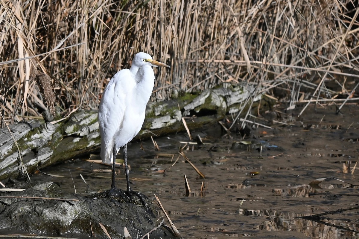 Koartza zuria - ML646216635