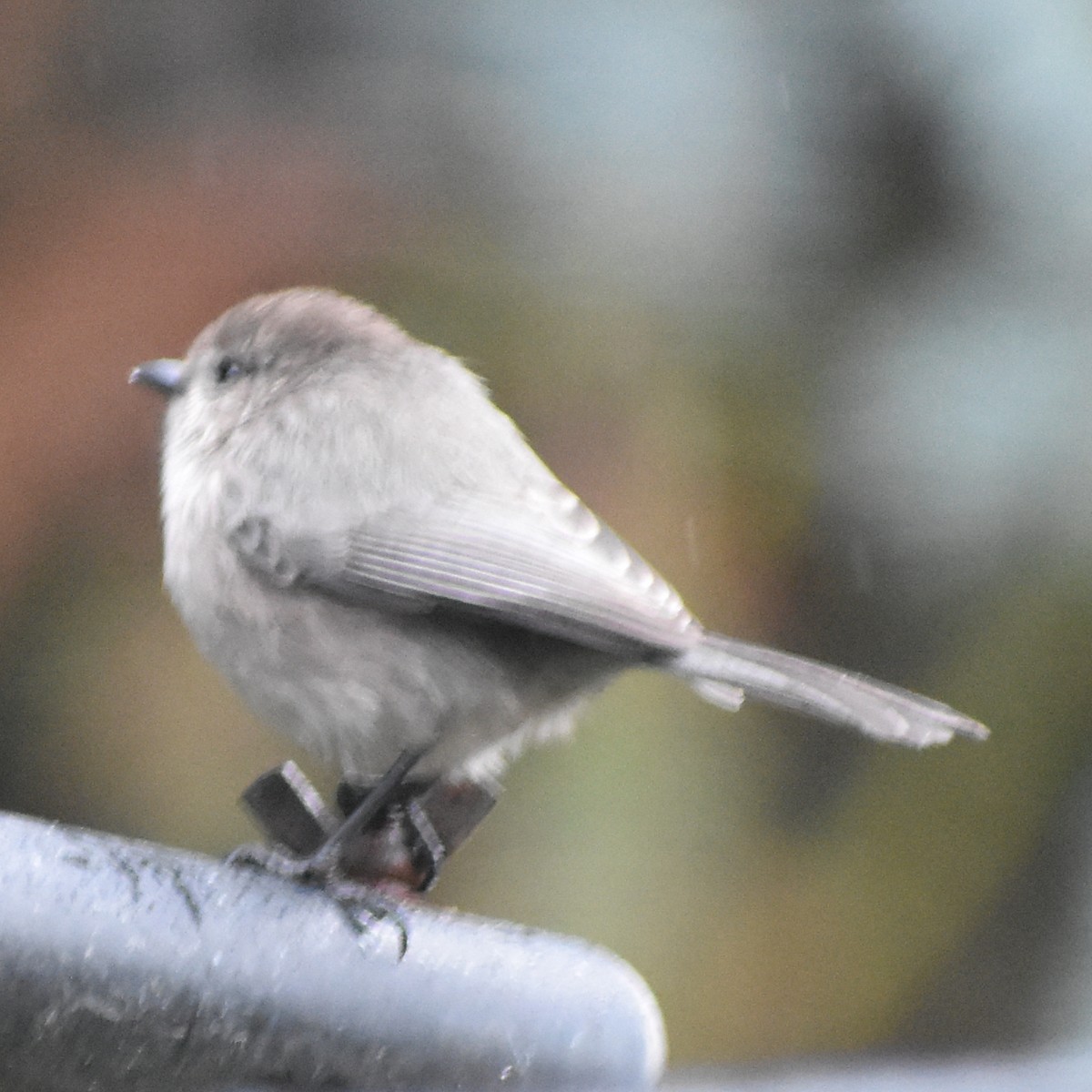 Buschschwanzmeise - ML646216637