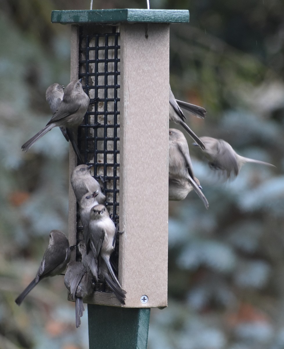 Buschschwanzmeise - ML646216640