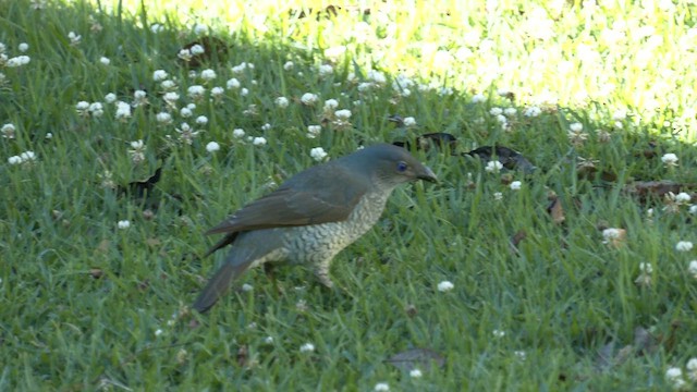 Наметник фіолетовий - ML646216642