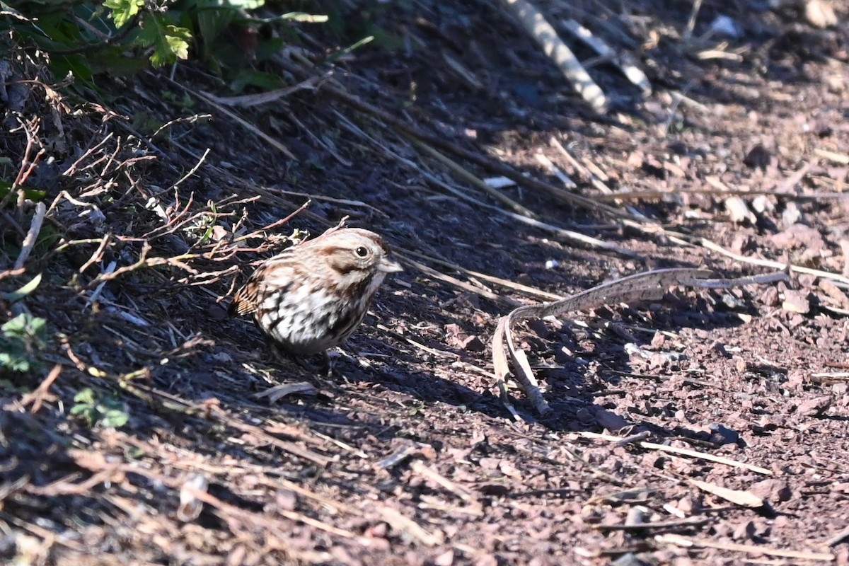Song Sparrow - ML646216644