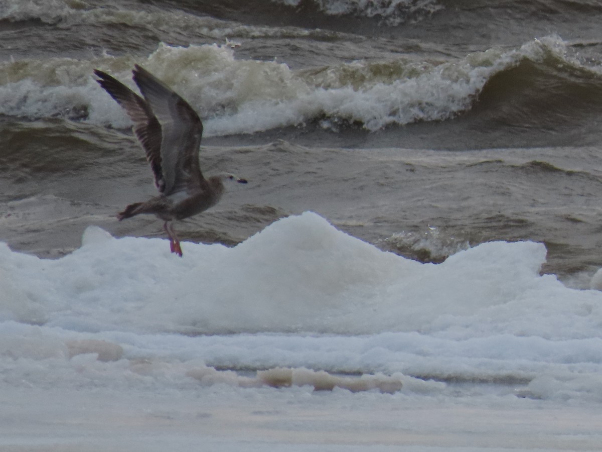 American Herring Gull - ML646216645