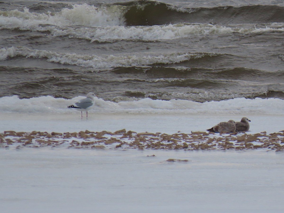 American Herring Gull - ML646216646