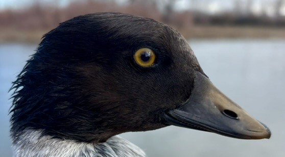 Common Goldeneye - ML646216649