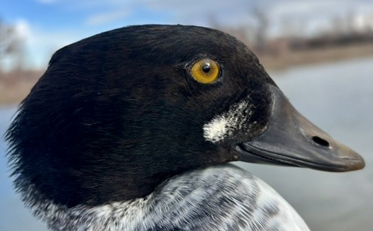 Common Goldeneye - ML646216655