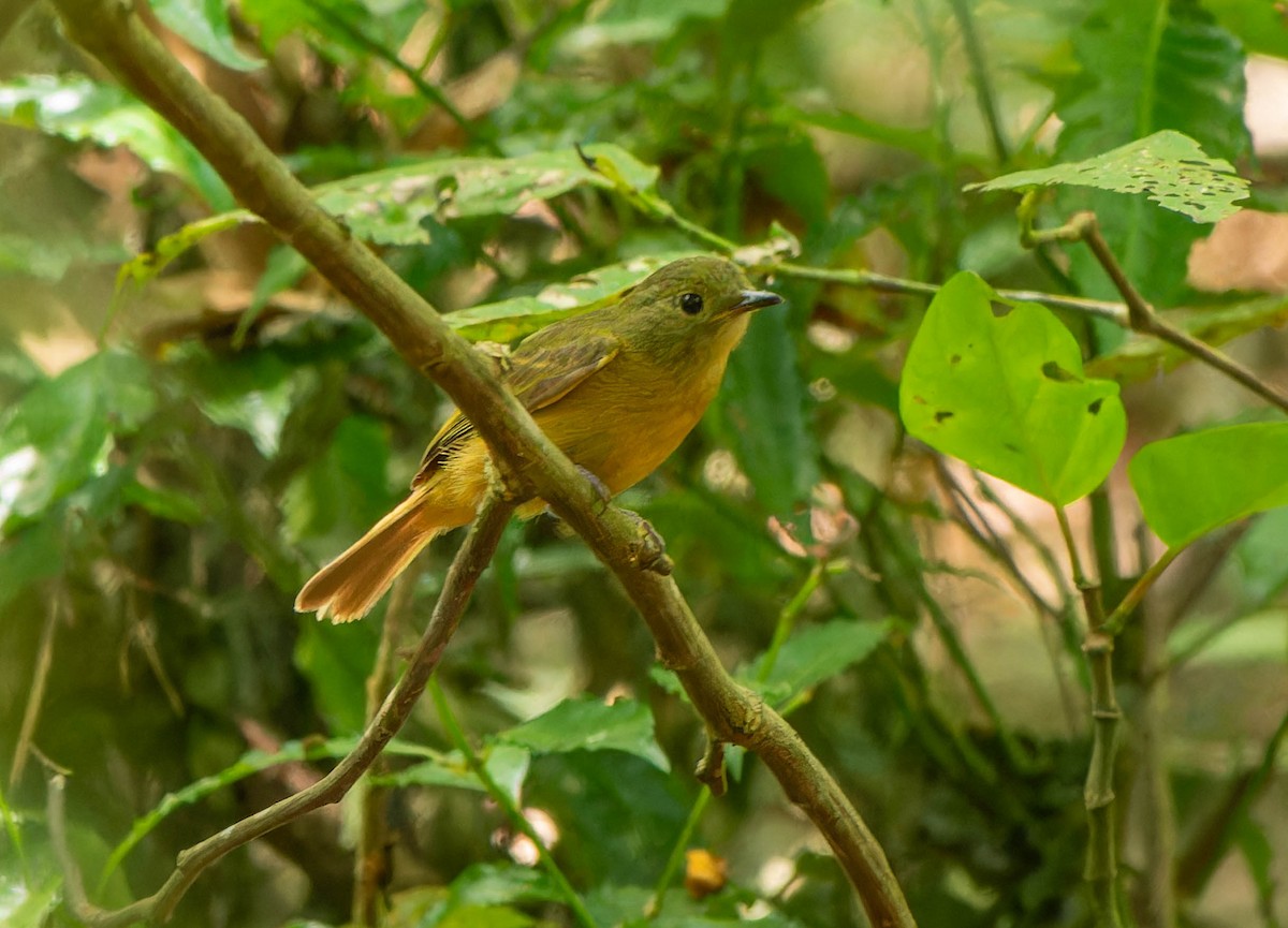 Pipromorphe roussâtre - ML646216657