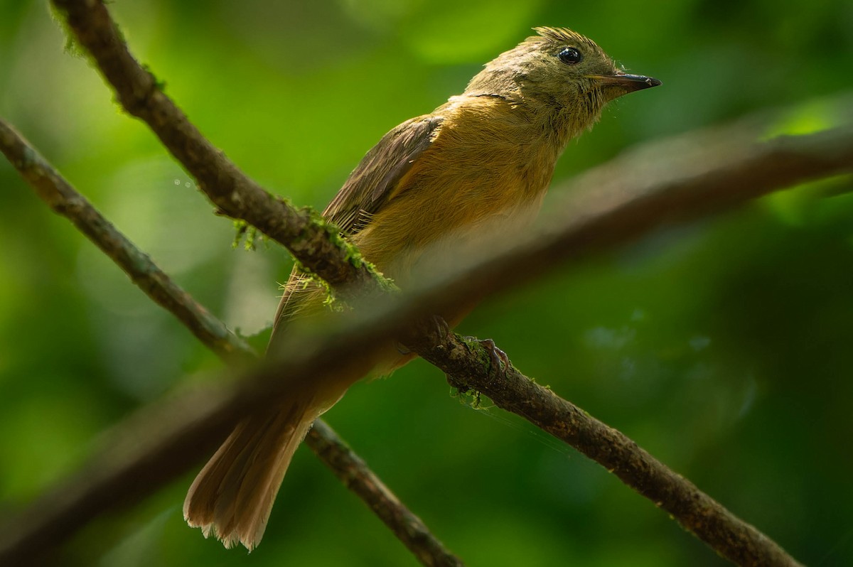 Pipromorphe roussâtre - ML646216658