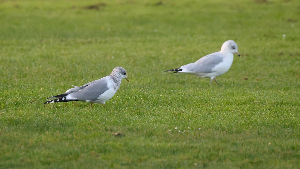 Short-billed Gull - ML646216659