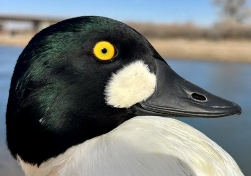 Common Goldeneye - ML646216661