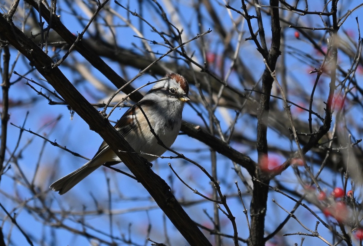 Hudson Körfezi Serçesi - ML646216664