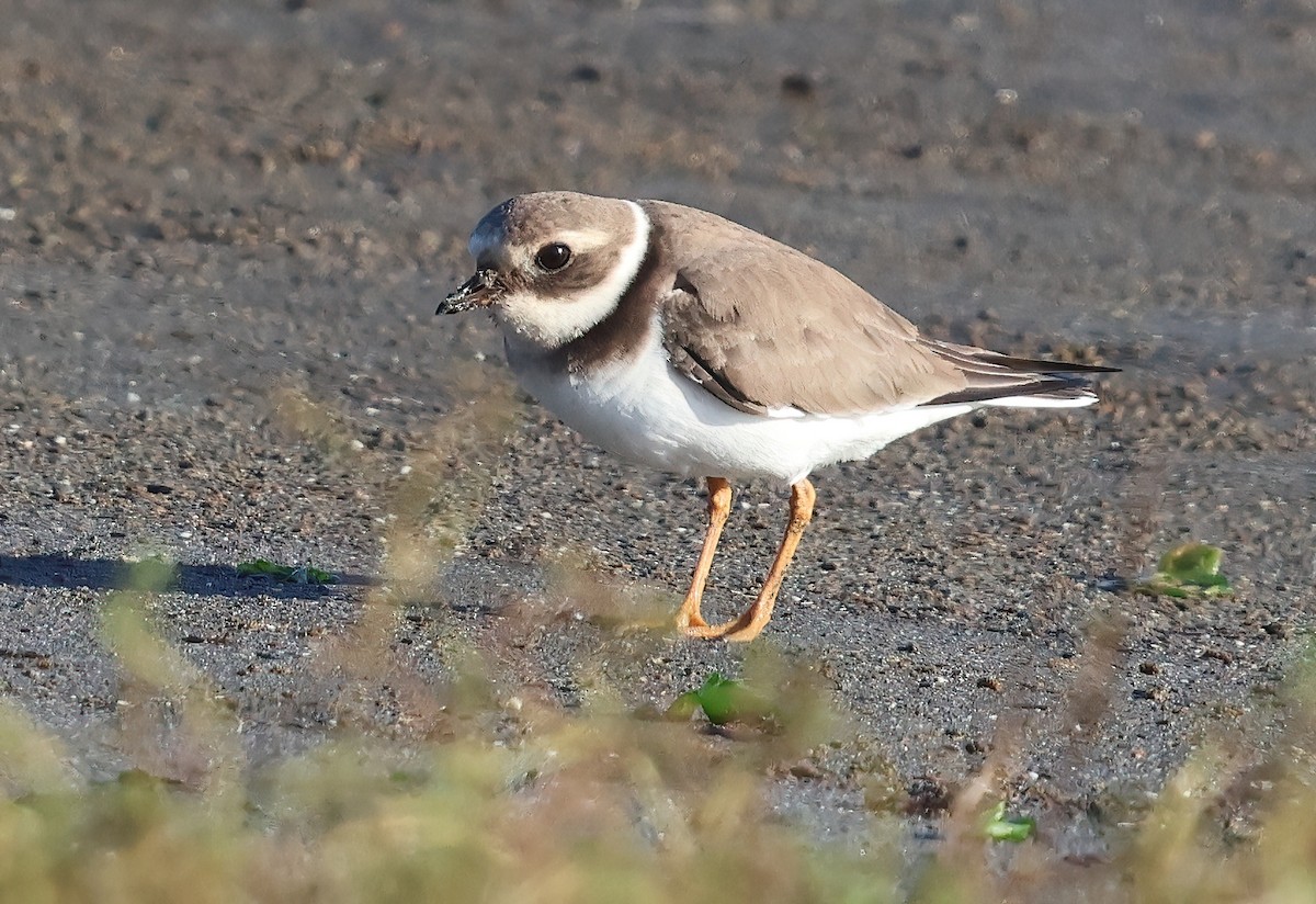 Common Ringed Plover - ML646216665