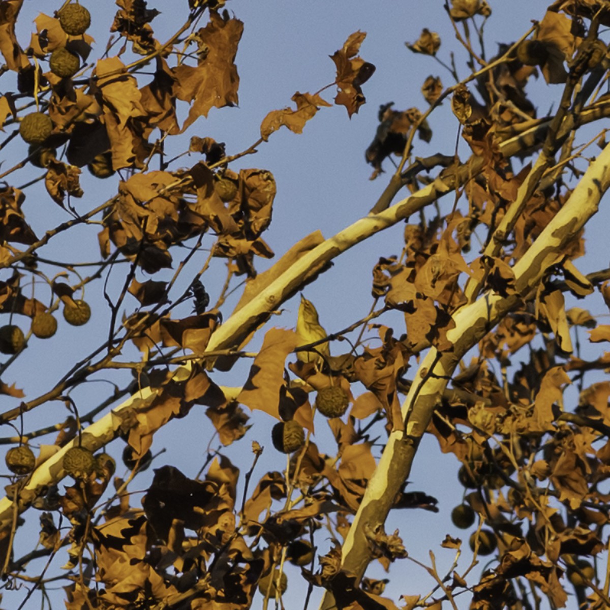 Pine Warbler - ML646216666