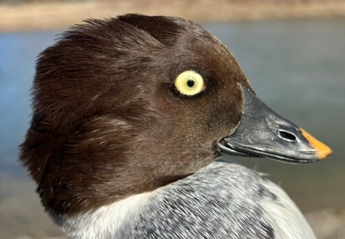 Common Goldeneye - ML646216667