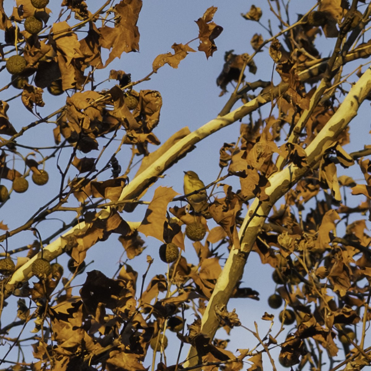 Pine Warbler - ML646216668