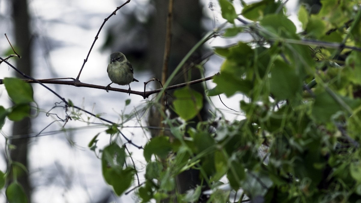 Pine Warbler - ML646216669