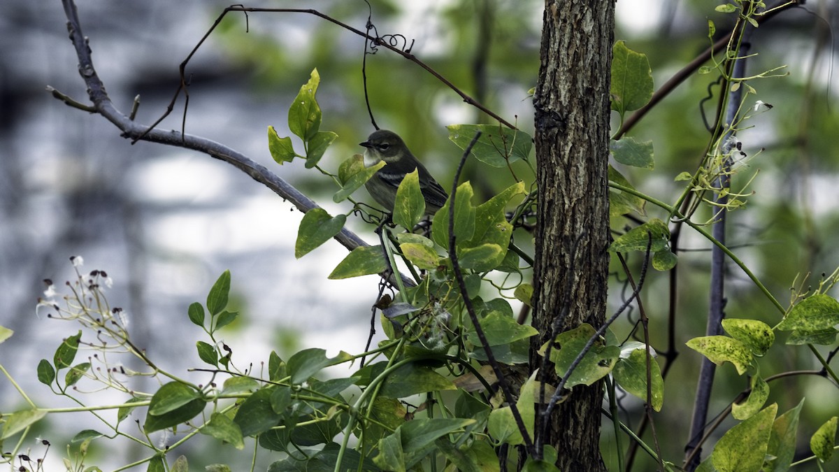 Pine Warbler - ML646216672