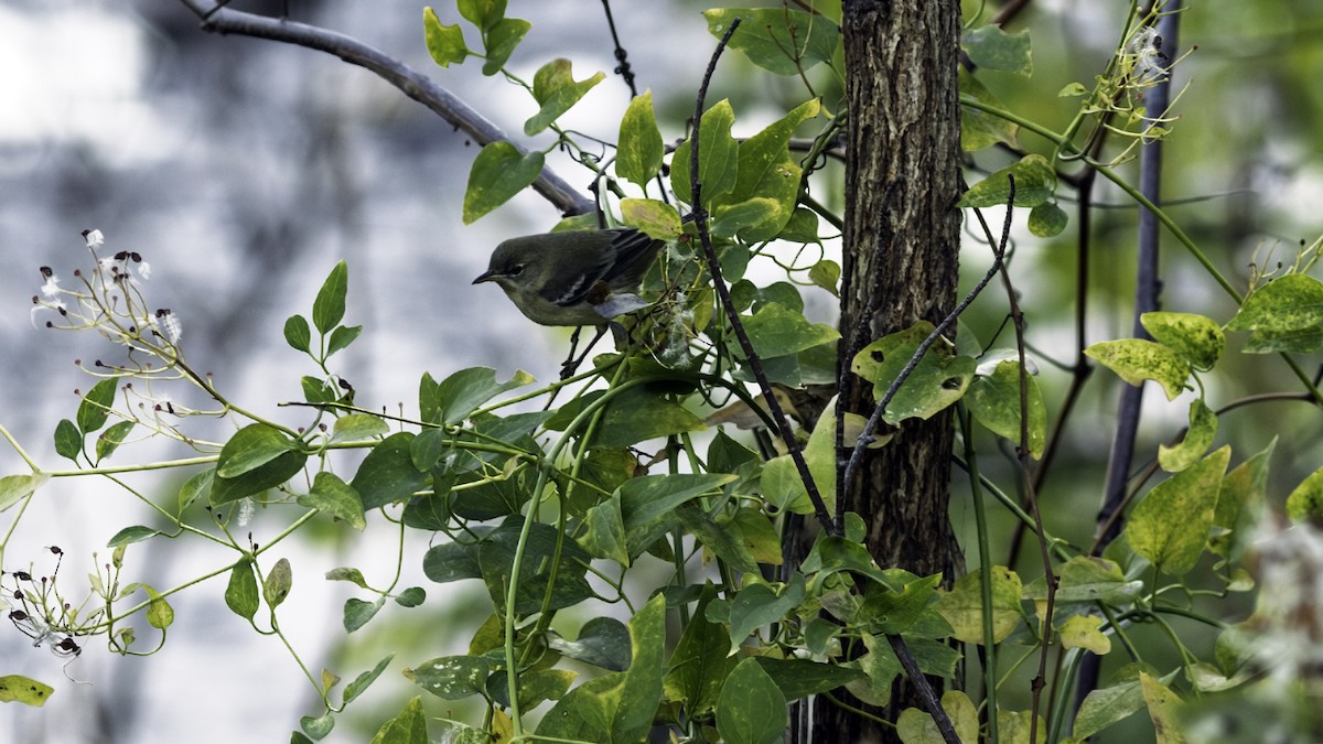 Pine Warbler - ML646216674