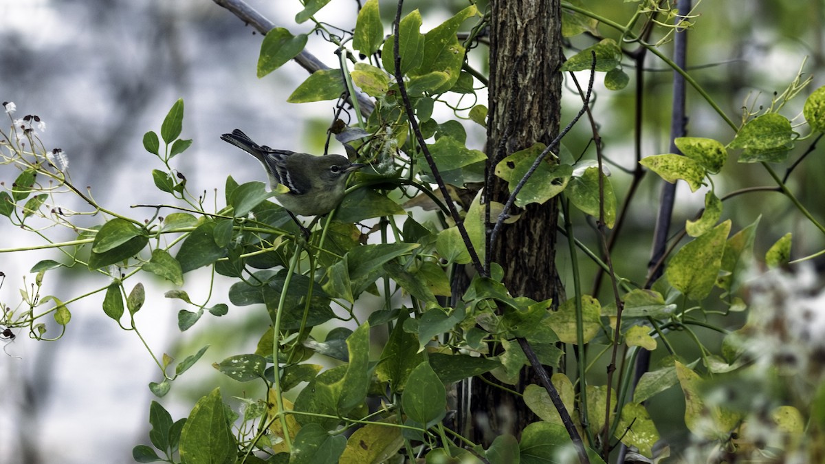 Pine Warbler - ML646216675