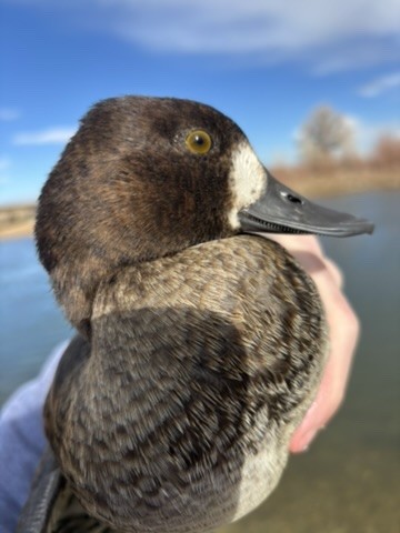 Lesser Scaup - ML646216681
