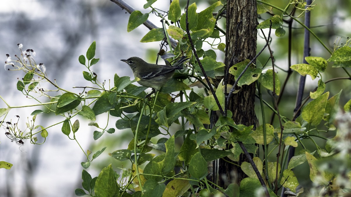 Pine Warbler - ML646216682