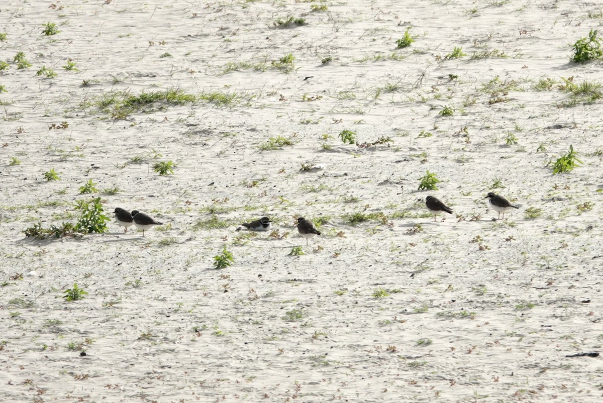 Semipalmated Plover - ML646216683