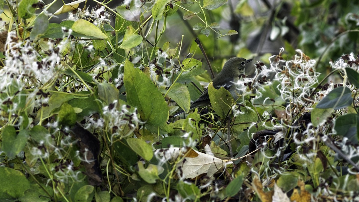 Pine Warbler - ML646216685